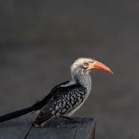 Ndzhaka Tented Camp Manyeleti Game Reserve Εξωτερικό φωτογραφία