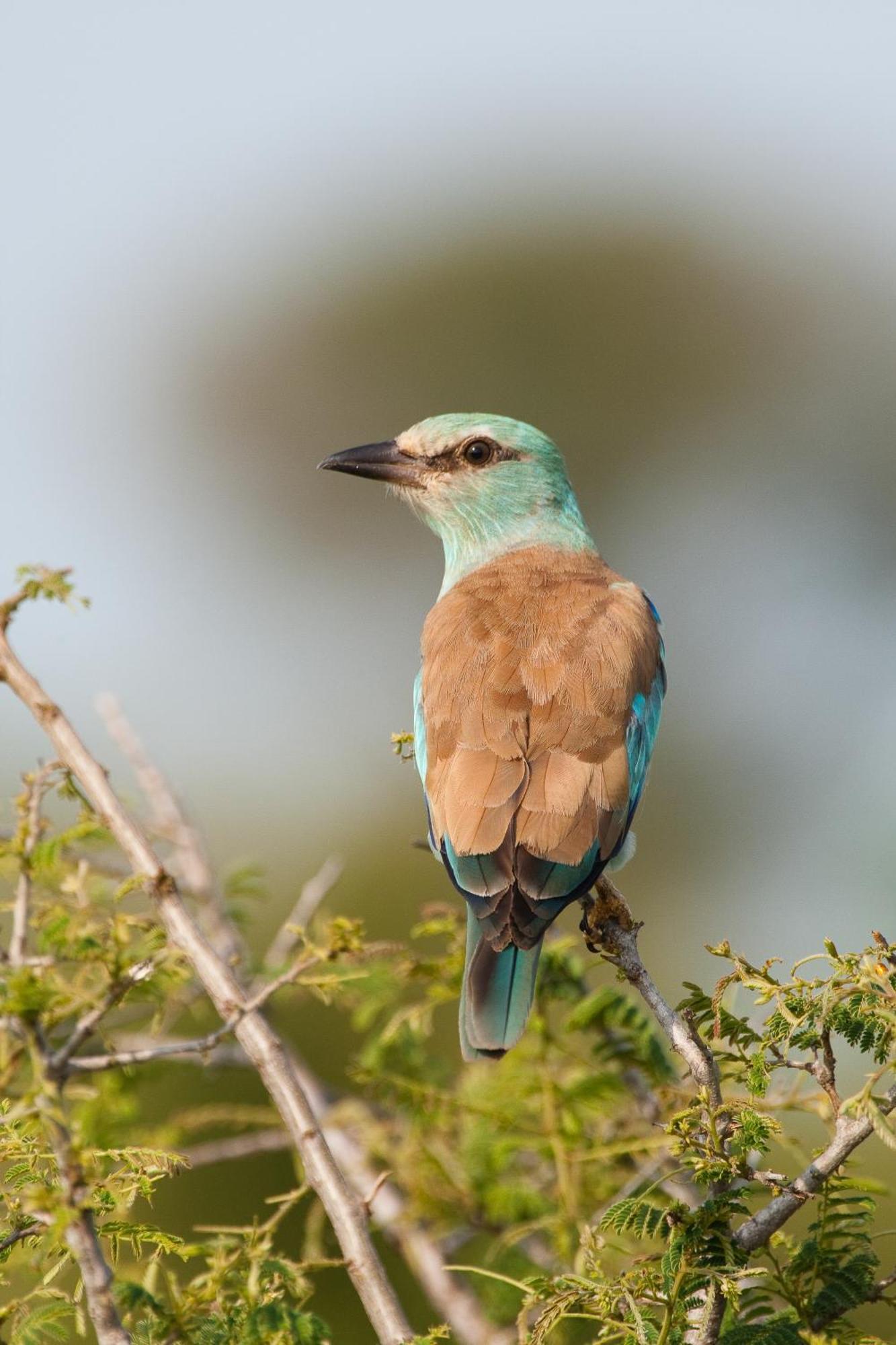 Ndzhaka Tented Camp Manyeleti Game Reserve Εξωτερικό φωτογραφία