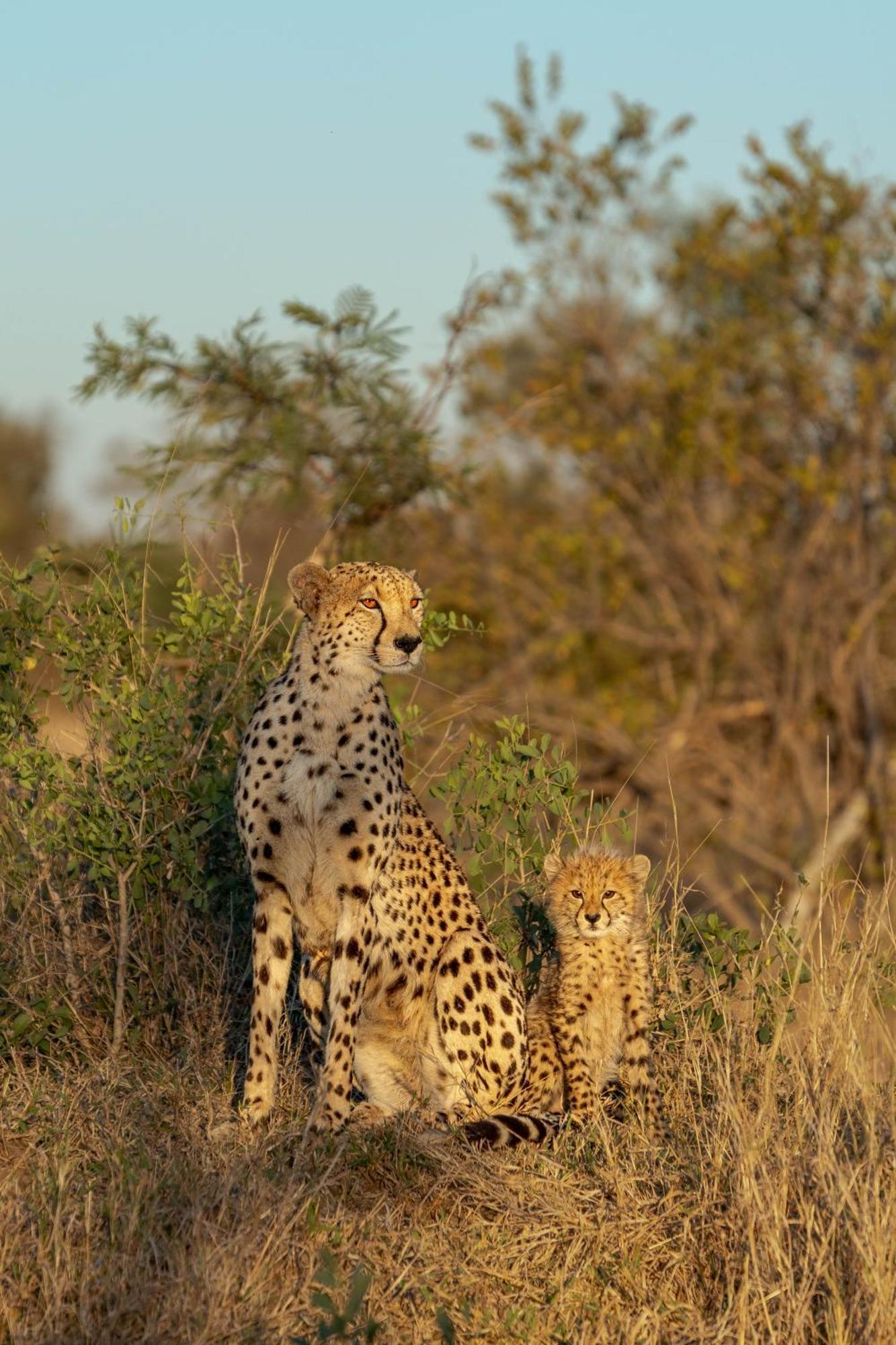 Ndzhaka Tented Camp Manyeleti Game Reserve Εξωτερικό φωτογραφία