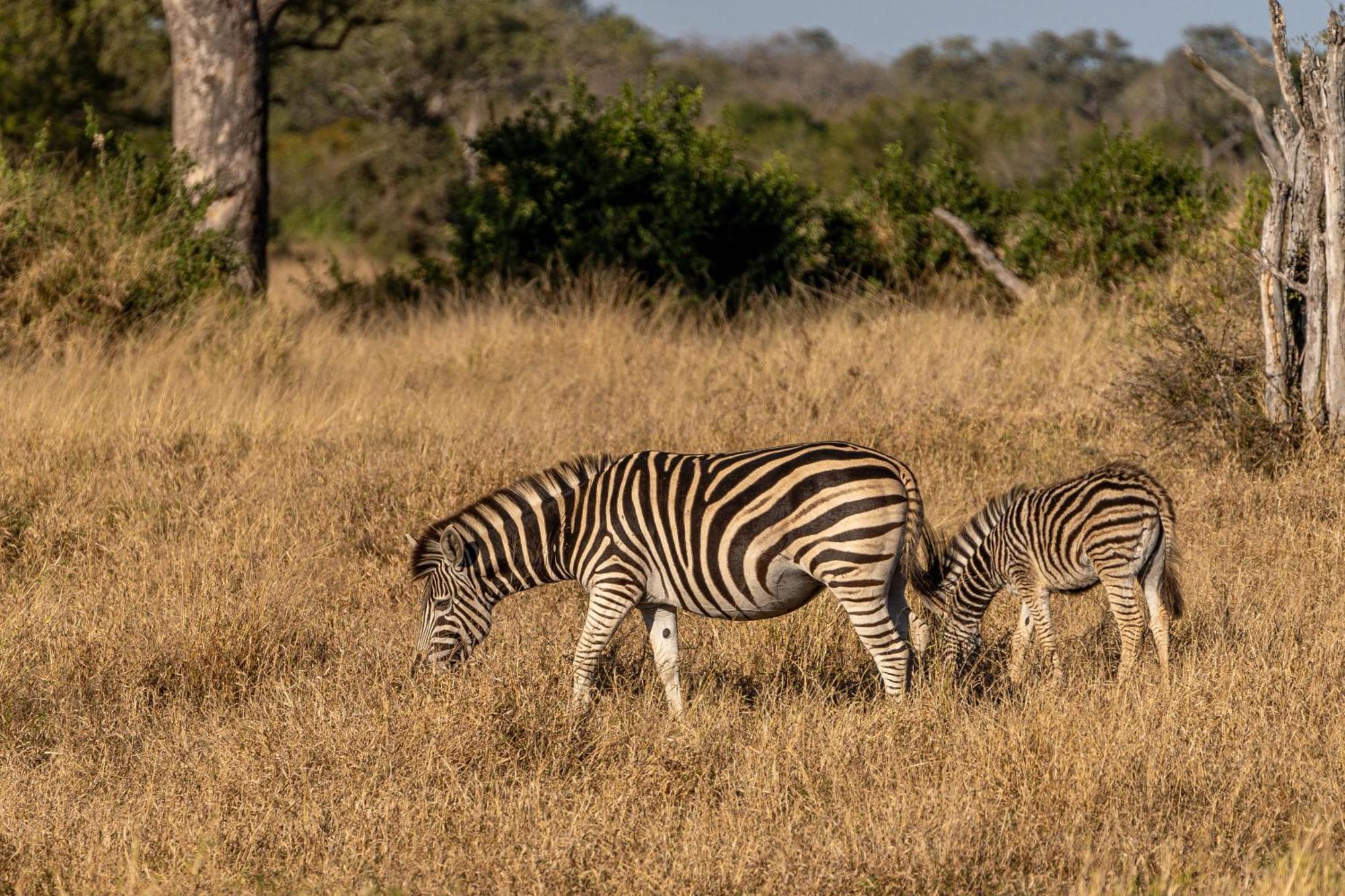 Ndzhaka Tented Camp Manyeleti Game Reserve Εξωτερικό φωτογραφία