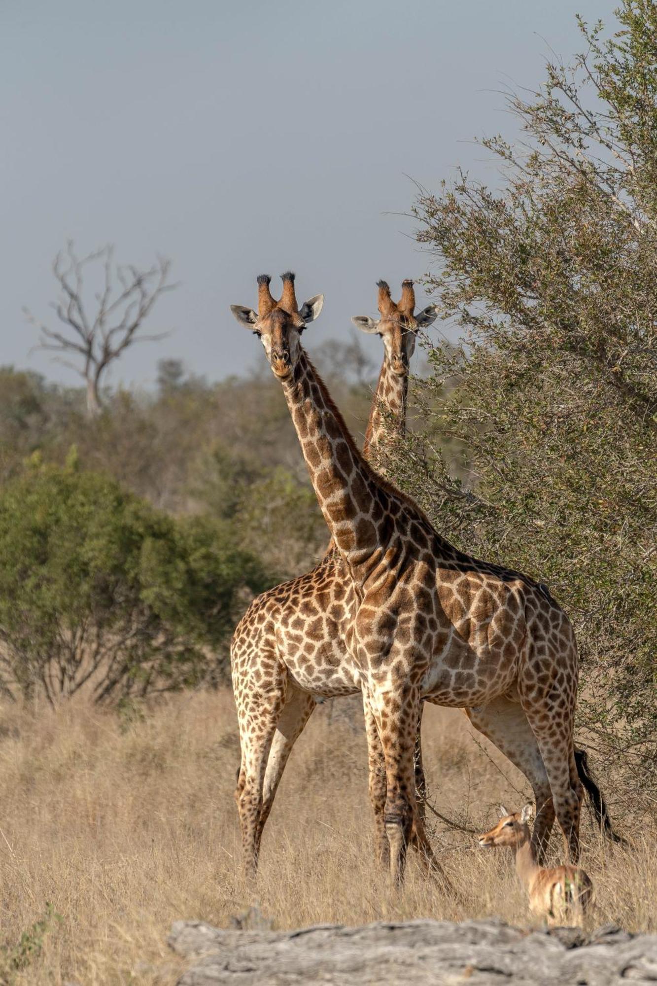 Ndzhaka Tented Camp Manyeleti Game Reserve Εξωτερικό φωτογραφία