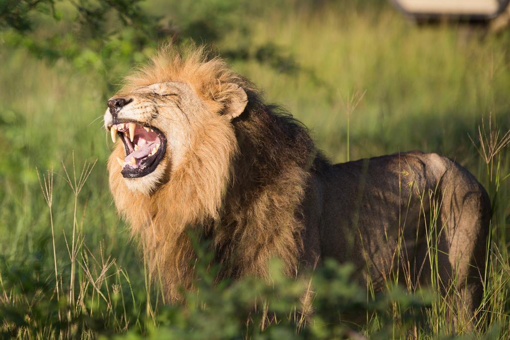Ndzhaka Tented Camp Manyeleti Game Reserve Εξωτερικό φωτογραφία