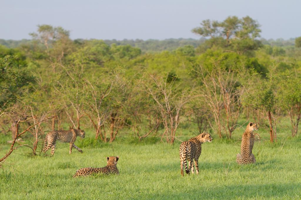 Ndzhaka Tented Camp Manyeleti Game Reserve Εξωτερικό φωτογραφία