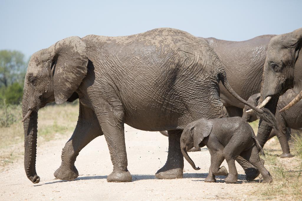 Ndzhaka Tented Camp Manyeleti Game Reserve Εξωτερικό φωτογραφία