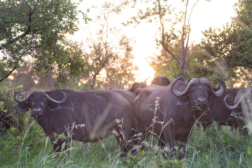 Ndzhaka Tented Camp Manyeleti Game Reserve Εξωτερικό φωτογραφία